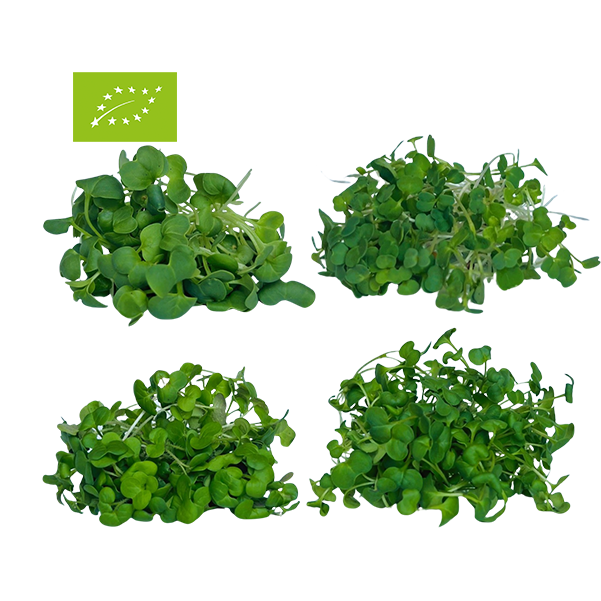 MONTHLY CONTRIBUTION: SUPERFOOD MIX BIO MICROGREENS (Rocket, Mustard, Radish, Broccoli)