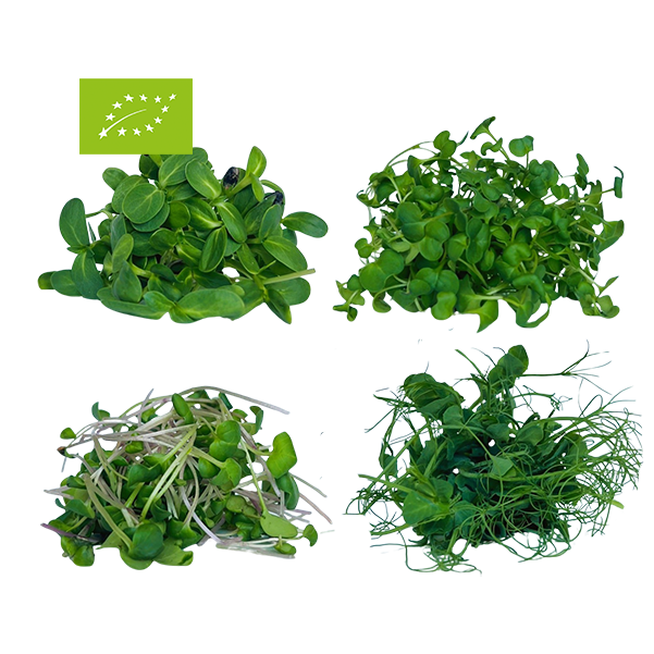 MONTHLY SUBSCRIPTION: KIDS HEALTHY SNACK MIX BIO MICROGREENS (Peas, Sunflower, Pink Radish, Broccoli)