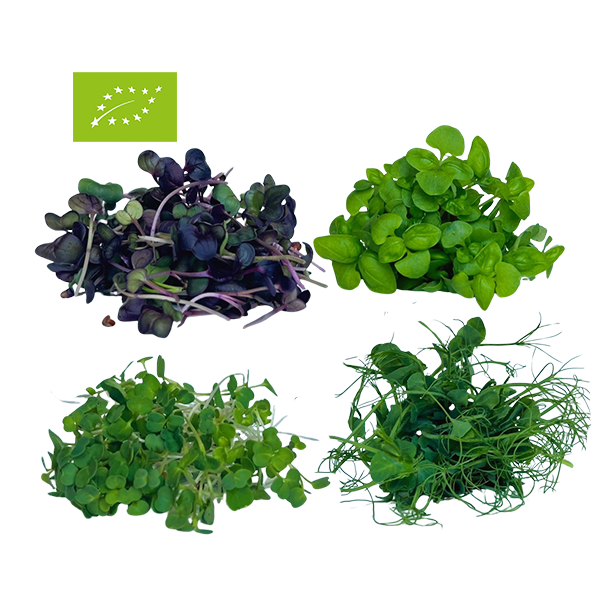 MONTHLY SUBSCRIPTION: SALAD LOVERS MIX BIO MICROGREENS (Rocket, Peas, Purple Radish, Basil)