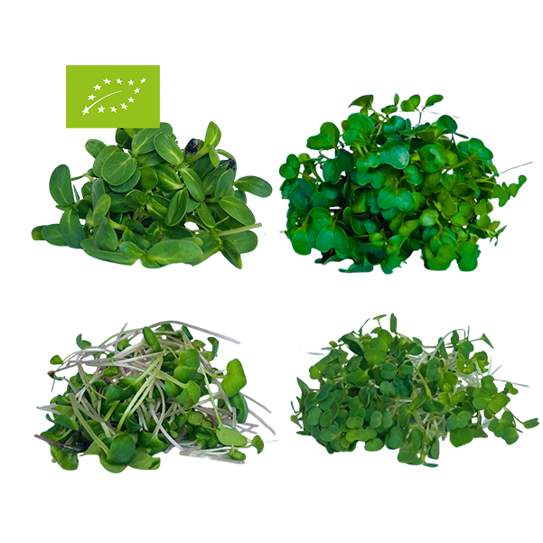 MONTHLY SUBSCRIPTION: FAMILY'S CHOICE MIX BIO MICROGREENS (Pink Radish, Kale, Sunflower, Rocket)