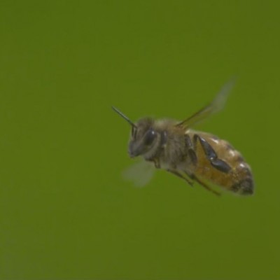 Save The Bees' Street Art In London To Raise Awareness About Colony  Collapse Disorder