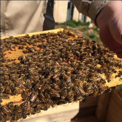 beekeeping-noma